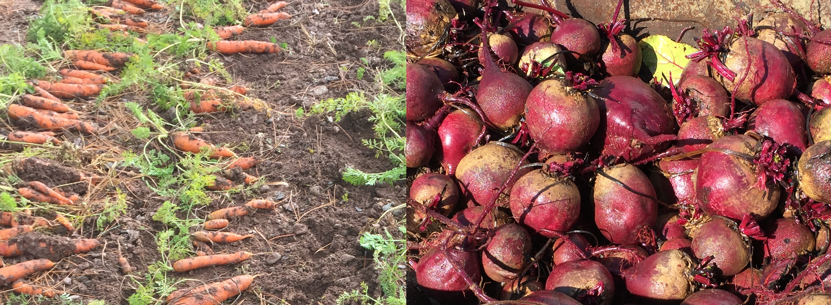 You can grow an early and a late crop of carrots and beets