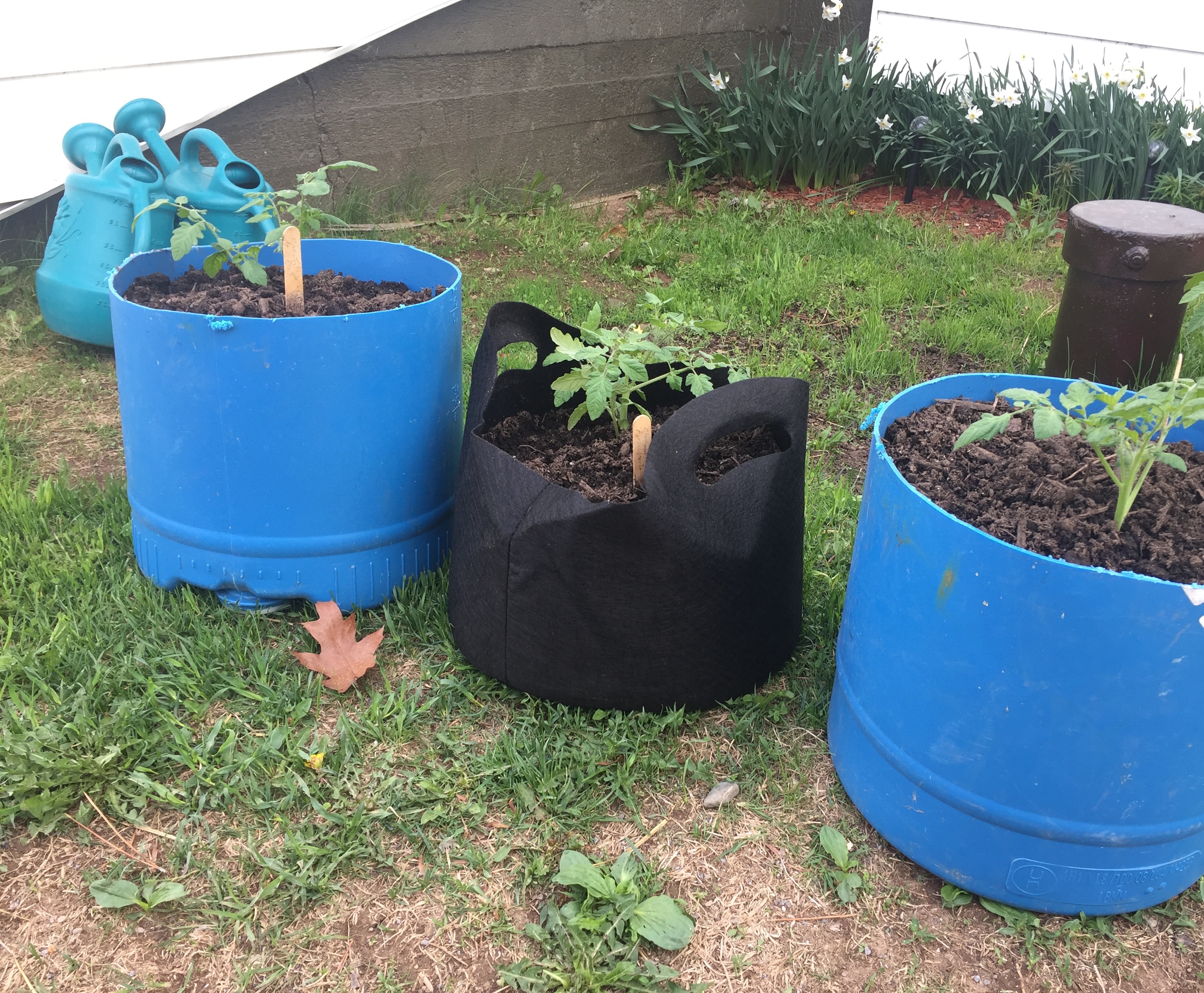 tomato plants started in containers