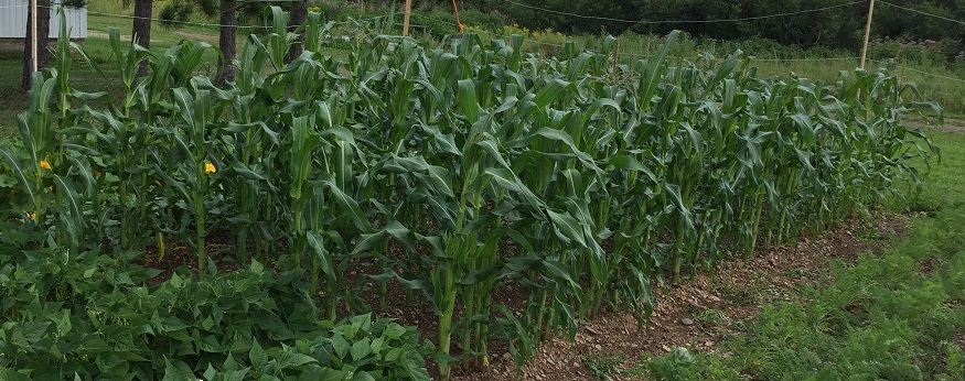 Several short rows of corn