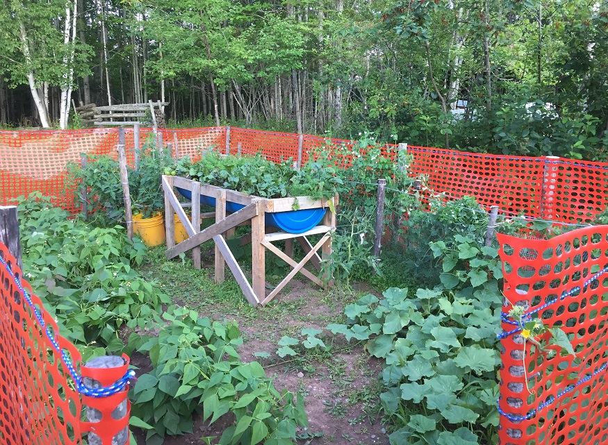 Easy to grow vegetables in northern zones