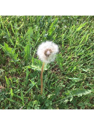 Dandelion that is gone to seed