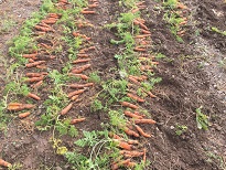 Freshly dug carrots