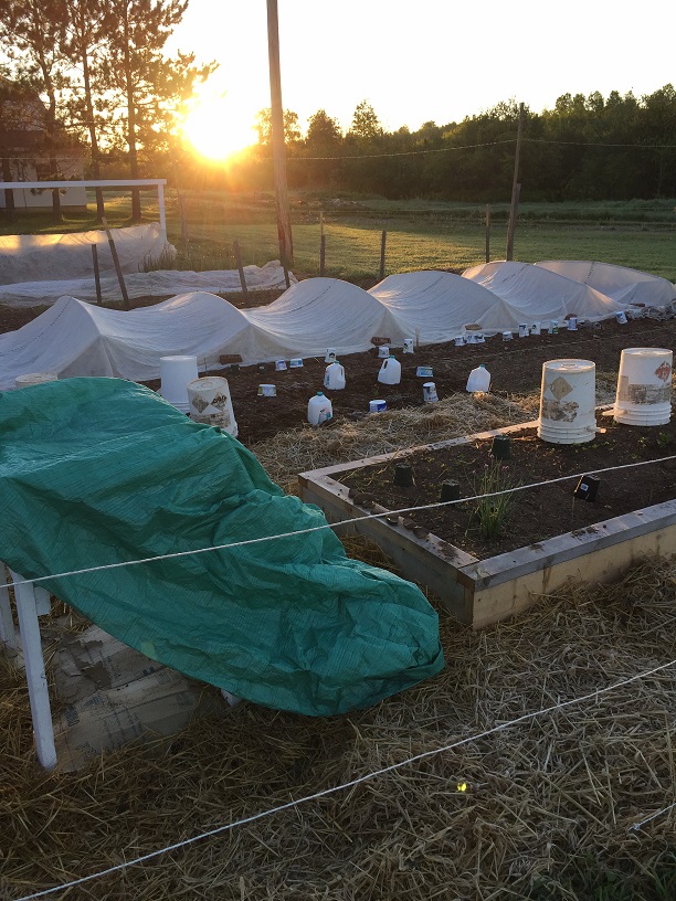 A frosty June morning in Zone 3