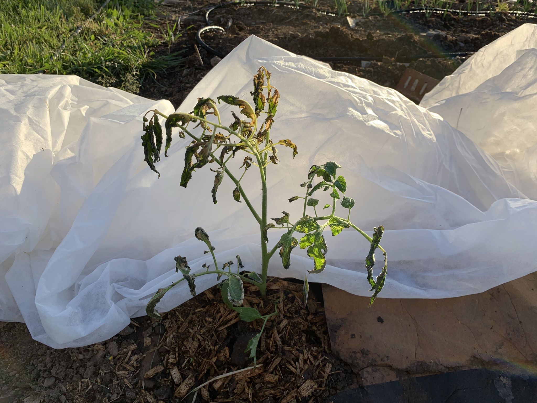 Tomato plant with heavy frost damage
