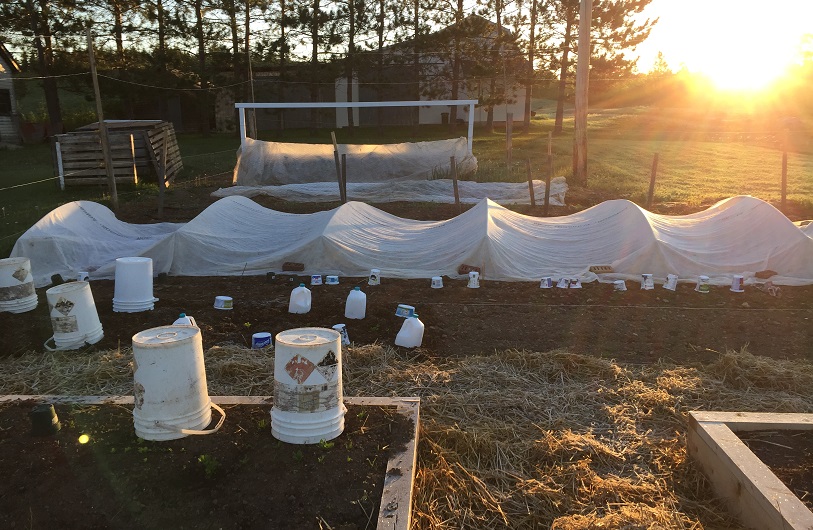 Knowing when and how to provide frost protection for plants is simple but critical in the short season that vegetable gardeners have in Zone 3