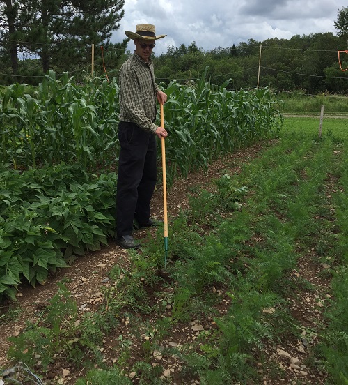 Vegetable gardening basics start with picking a garden site and choosing between traditional and organic gardening methods. 
