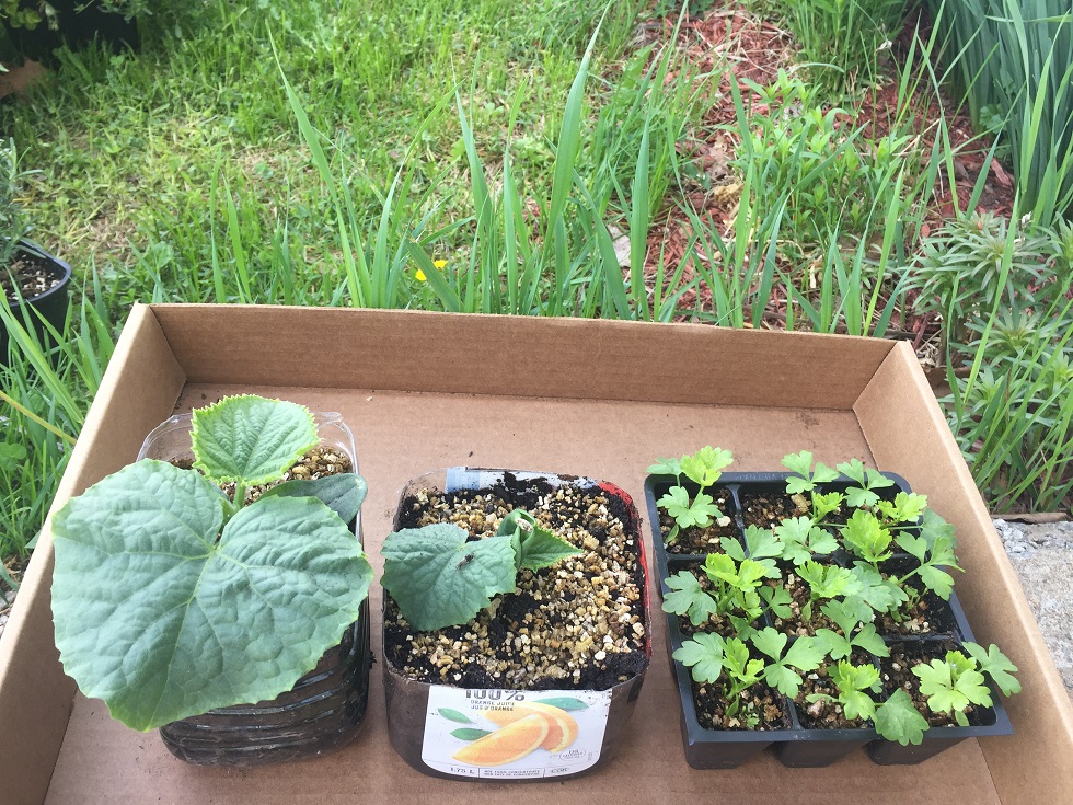 Hardening off cucumbers and celery