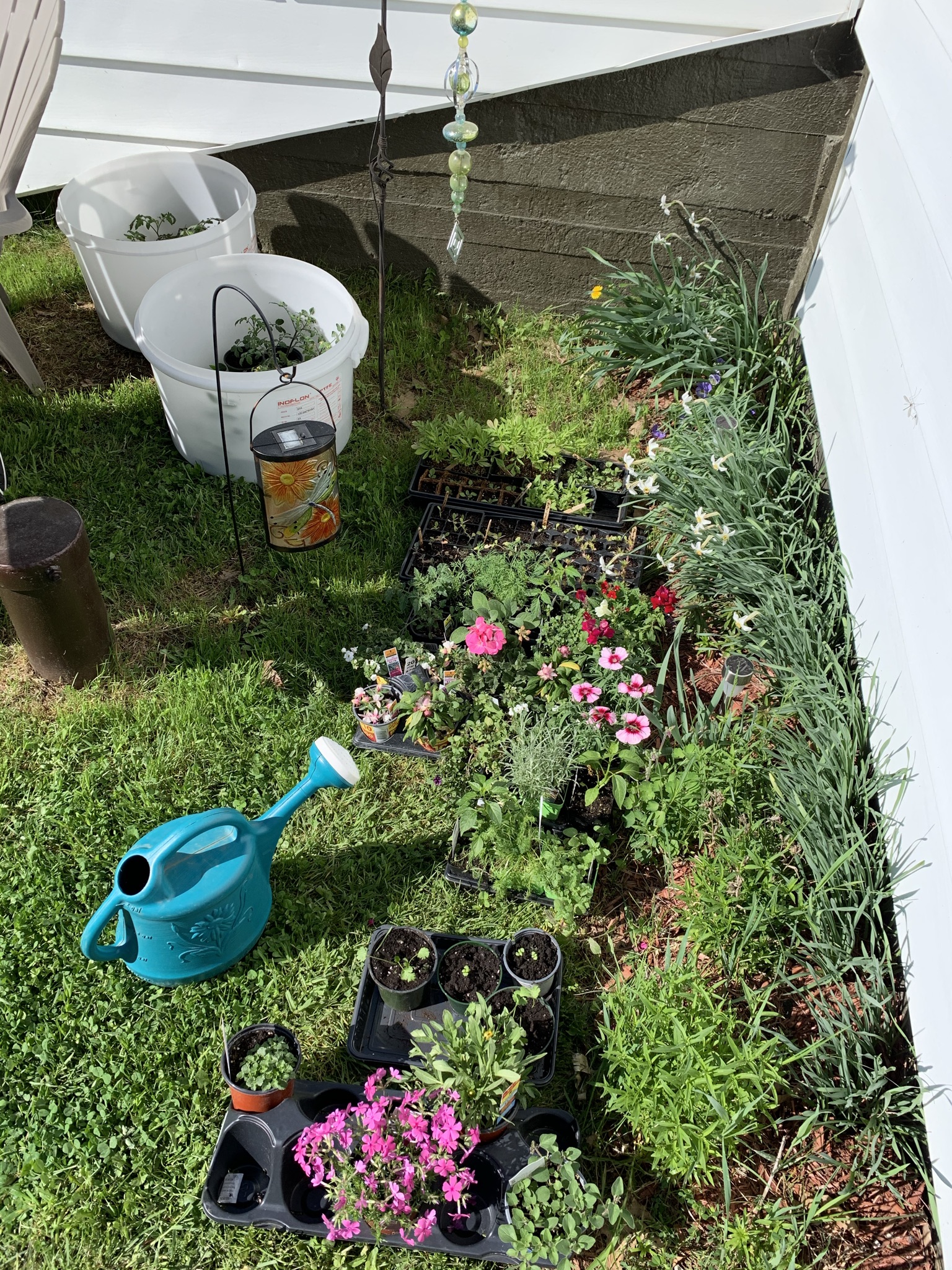 Young plants sheltered from wind