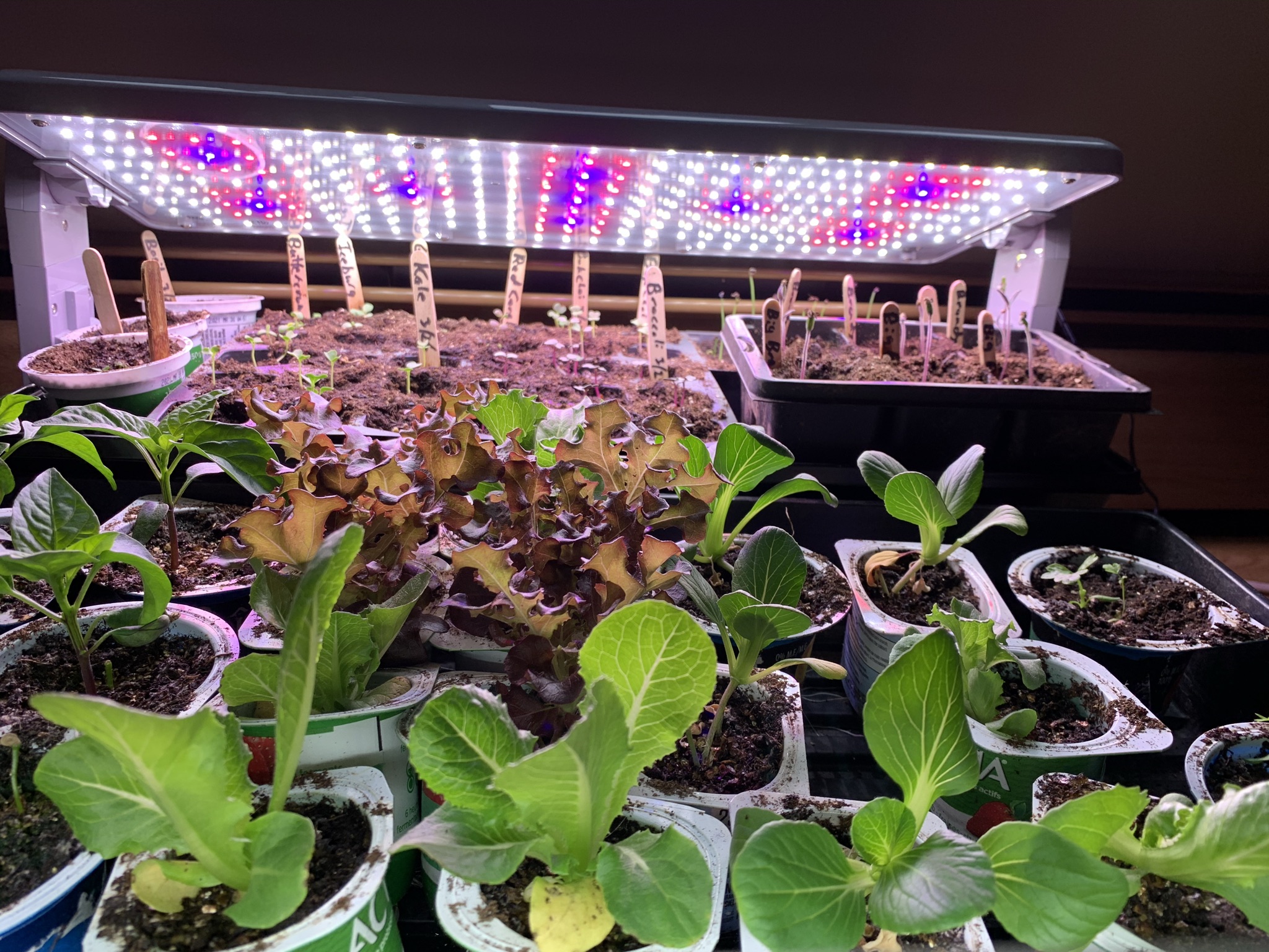 Seedlings need to be kept under grow lights indoors