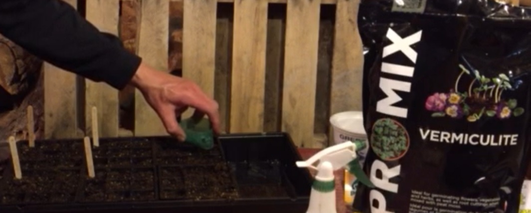 Starting seeds indoors