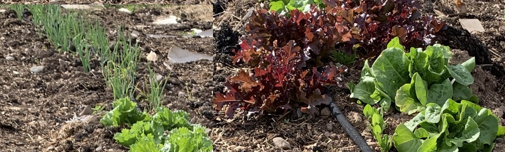 Lettuce and onions are cool season crops