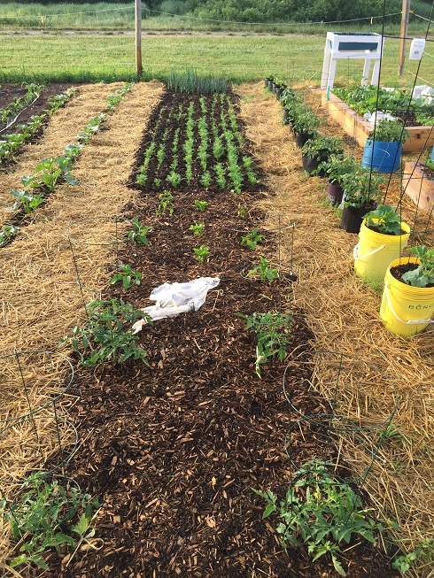 Rows Mulched for Weed Control