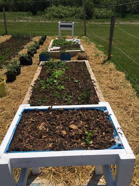 Mulched Raised Beds