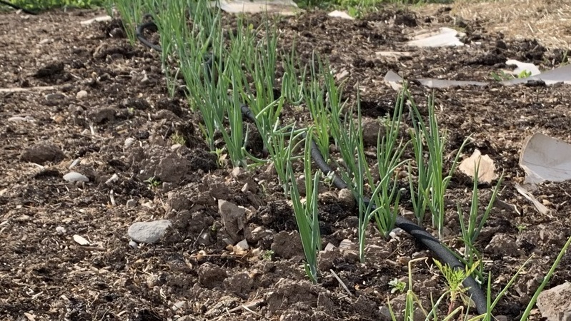 Onions should be planted early