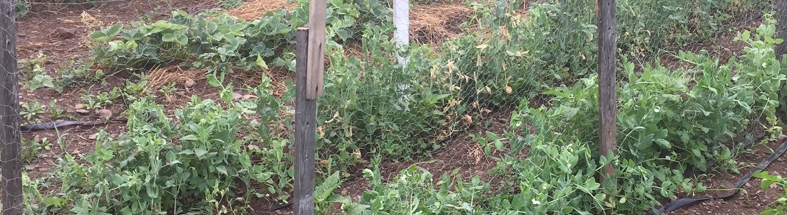 Peas do better when trellised