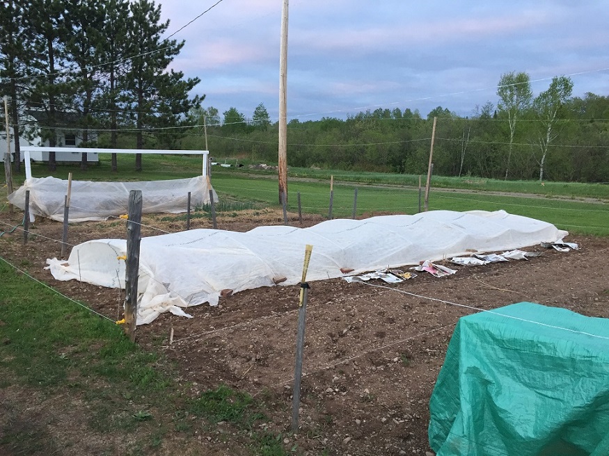 Expecting frost in June