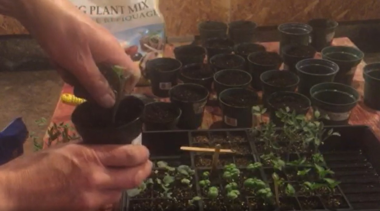 Re-potting tomato plants