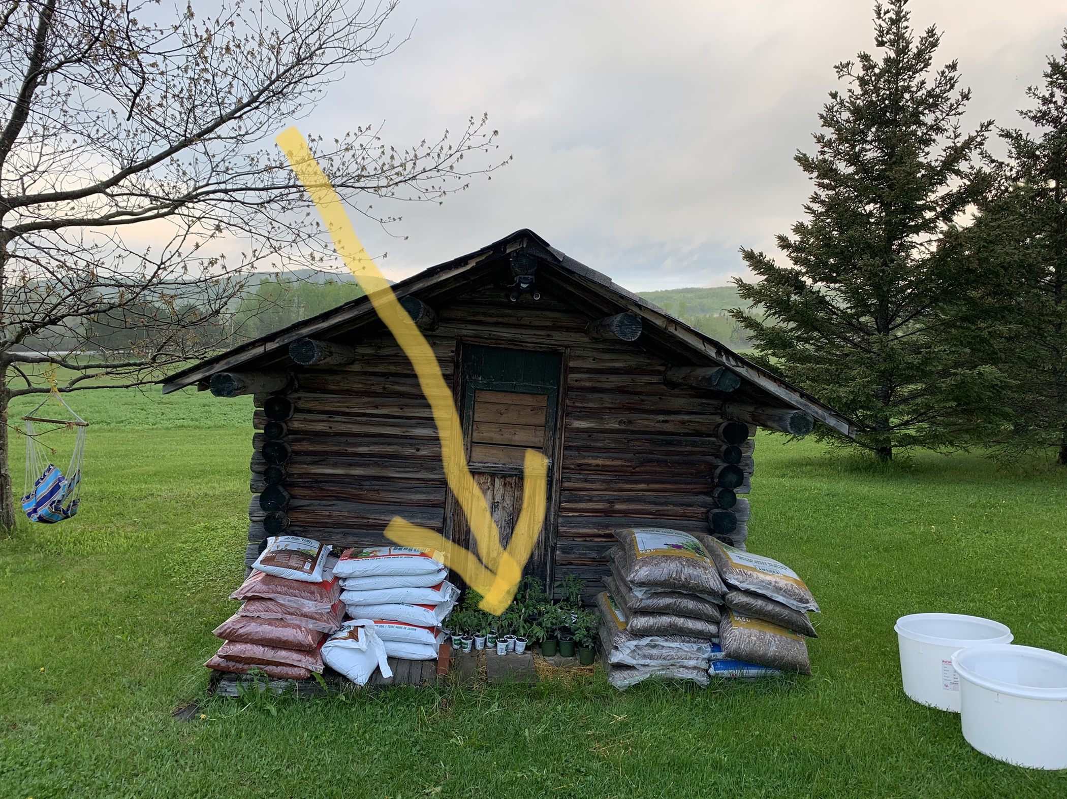 Young seedlings on porch of log cabin