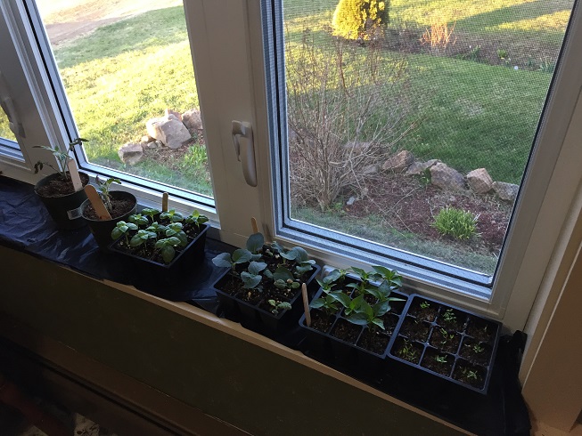 Starting seeds indoors not only helps to break up a long winter but also gives a jump on the season without breaking the bank