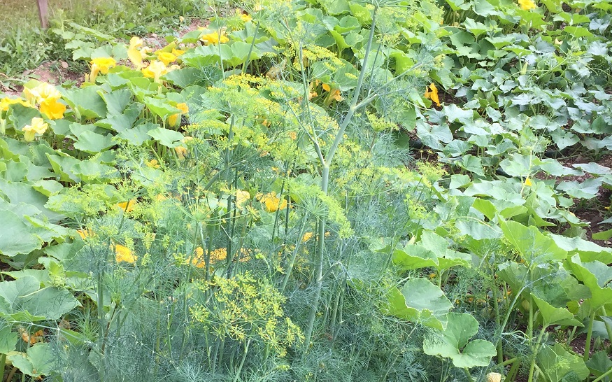 Vines sprawling across the garden