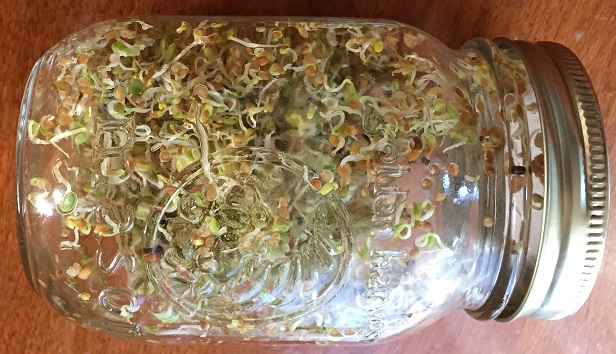 Growing sprouts in a mason jar is a quick, easy, clean, way to break the winter blahs without necessitating soil, grow lights or other fancy equipment.