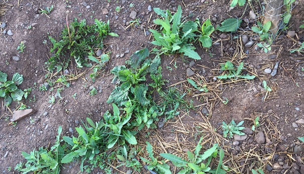 With the right tools and some consistency, controlling weeds in your vegetable garden without herbicides is not a big deal.