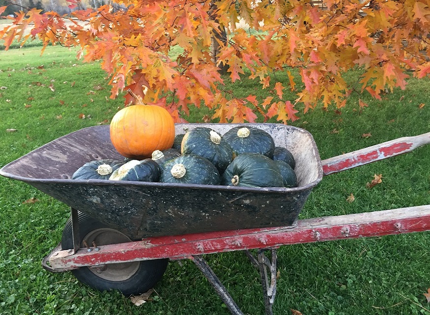 Curing vegetable harvest and good vegetable storage methods are key to continuous supply of homegrown vegetables in winter months in harsher climate zones.