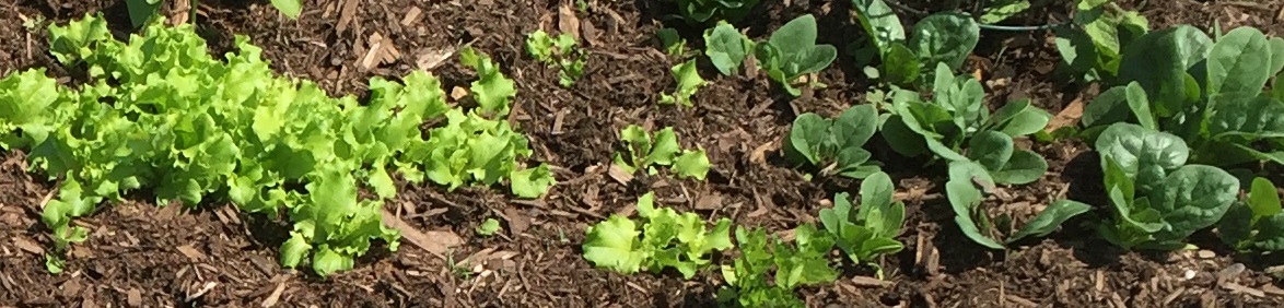 Plant your lettuce and spinach early