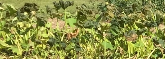 Squash vines destroyed by frost