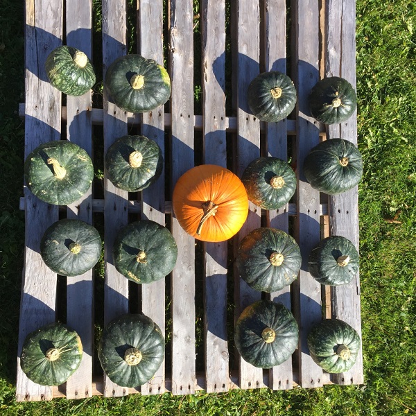 Squash curing in the sun