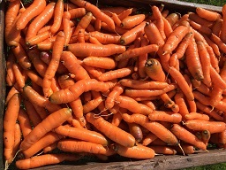 washed carrots